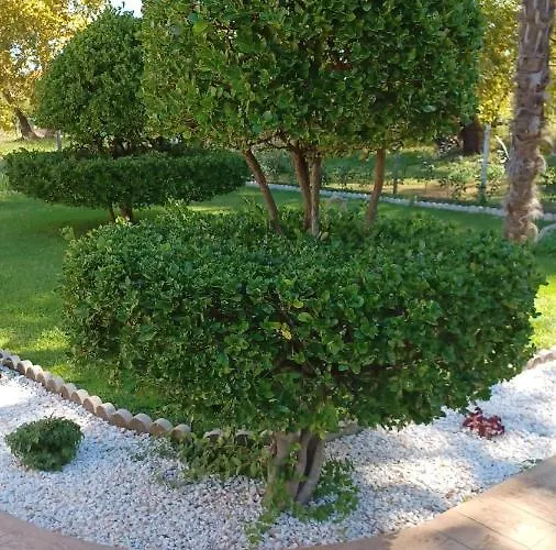 My